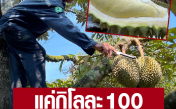 คนกรุงเทพแห่ชิม ‘หมอนทองท่าตะเกียบ’ เจ้าของสวนวัย 73 ปี ปีนต้นเก็บให้เอง แถมขายแค่โลละ 100 ให้คนรายได้น้อยกินทุเรียนดีไม่แพ้ ระยอง จันทบุรี